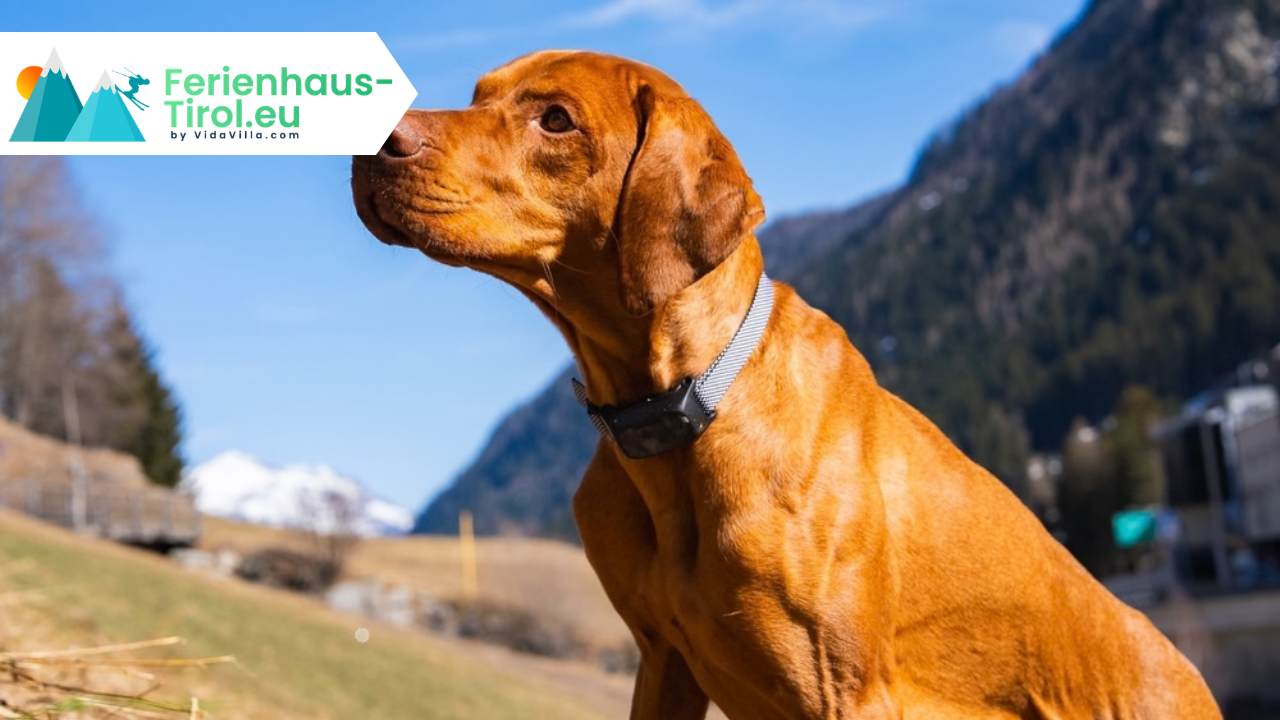 Wandern in Österreich mit Hund: Tipps für Ihre Tour
