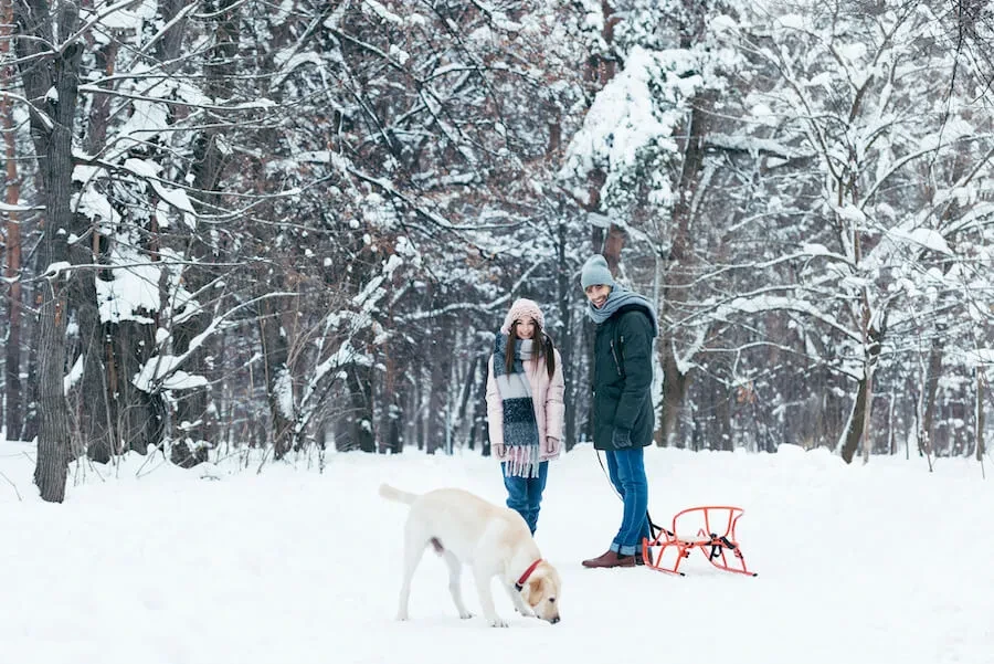Samen op pad: winterwandelingen en hondenloipes