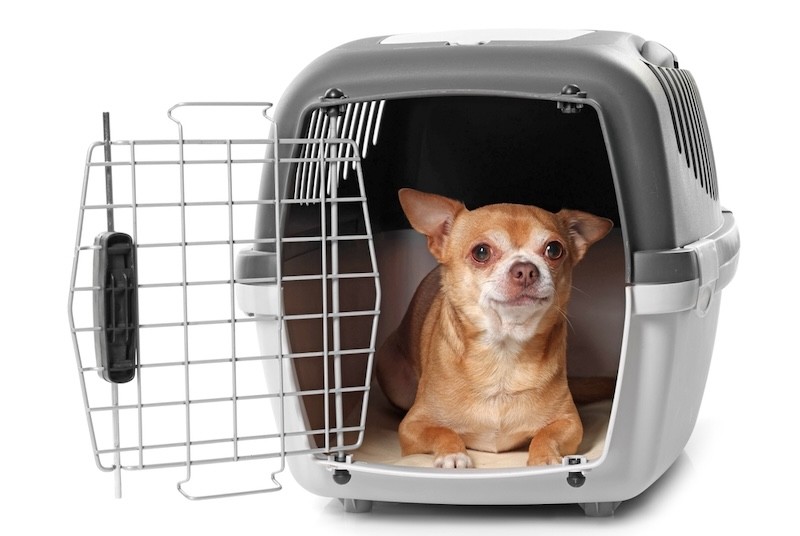 Kleine Hunde: Transportbox statt einfach auf den Schoß