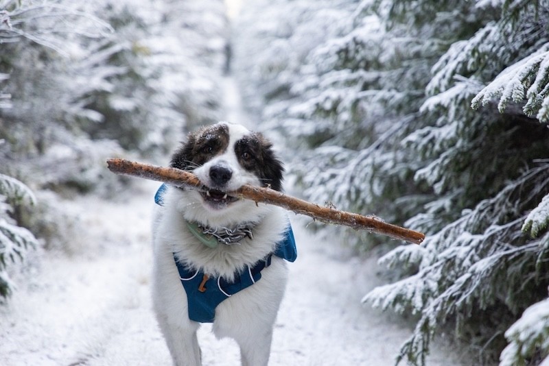 Freude im Schnee