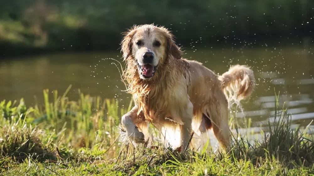 Urlaub mit Hund in Kärnten