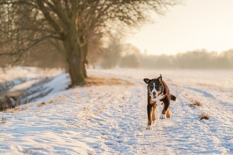 Winter in Oostenrijk met je hond