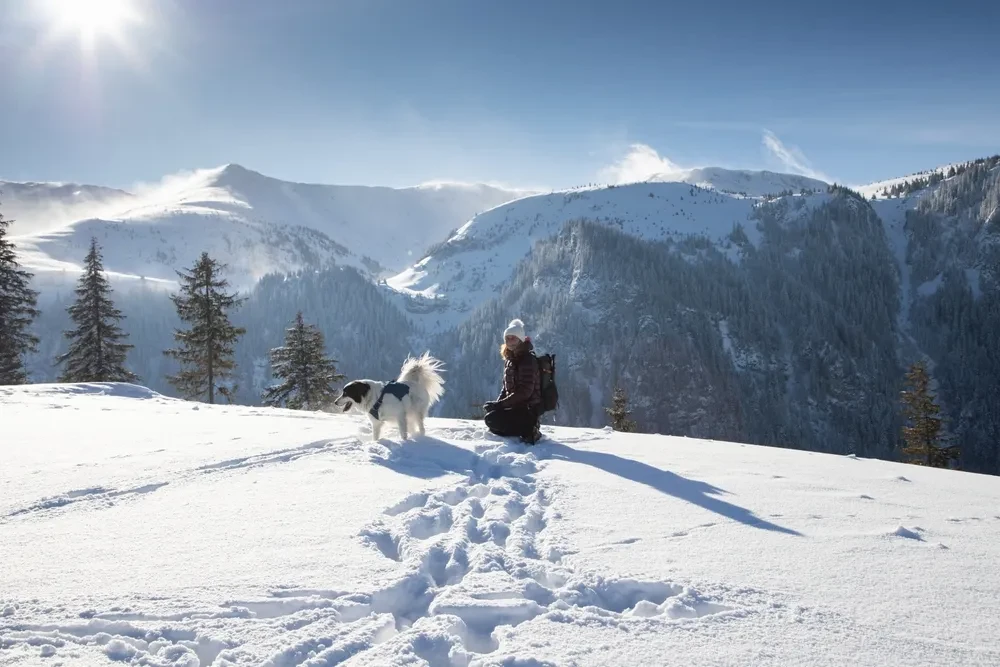 bring your dog to Austria