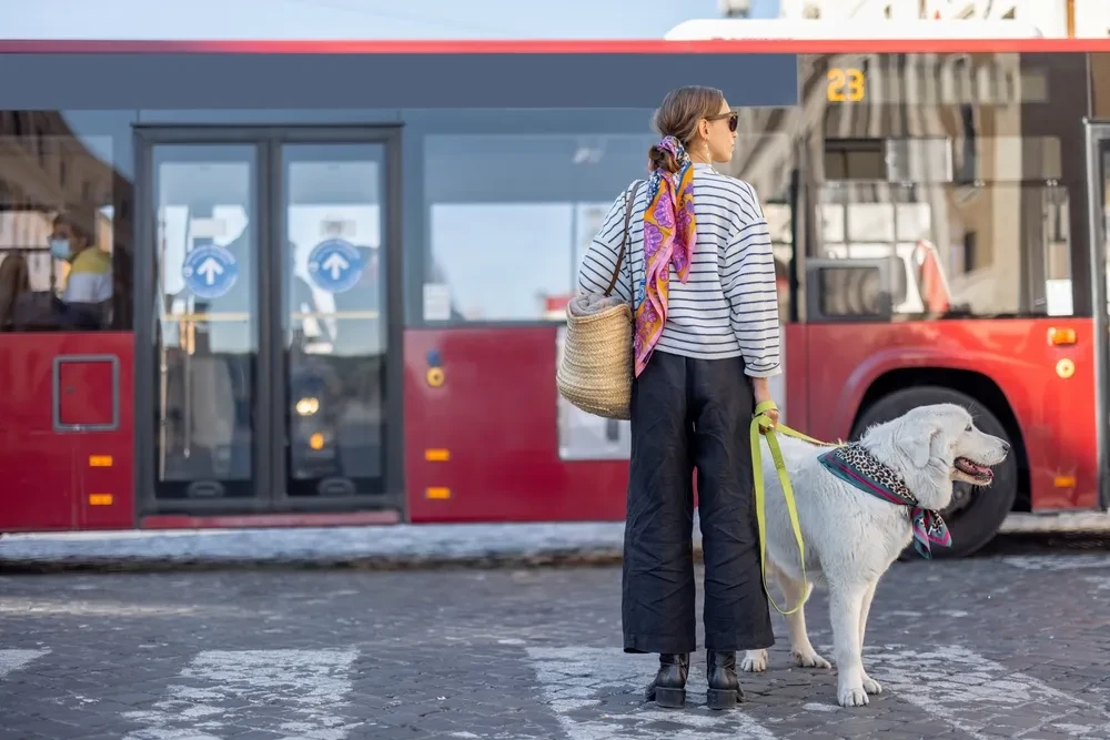 Braucht Ihr Hund eine Fahrkarte?